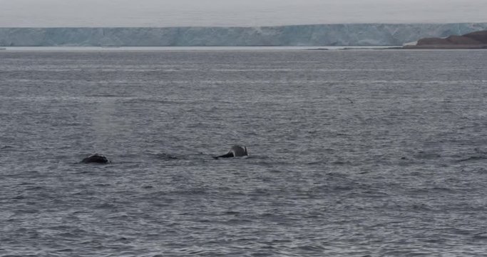 Humpback Whales Near Glacier in Arctic