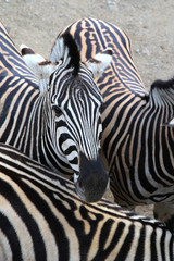 Fototapeta na wymiar Cute zebra among its friends