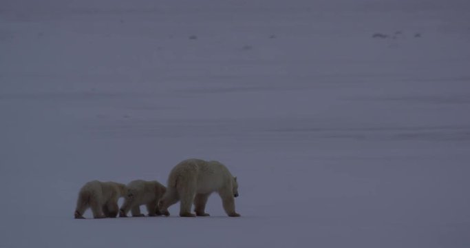 Twin polar bear cubs stick close to mother on sea ice evening