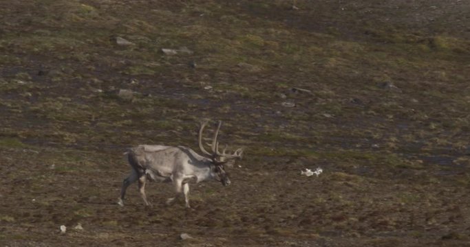 Tracking shot of male caribou with huge antlers
