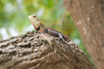 Tropical lizard
