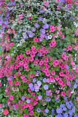 Mur de fleurs dans la ville de Morlaix dans le Finistère en Bretagne