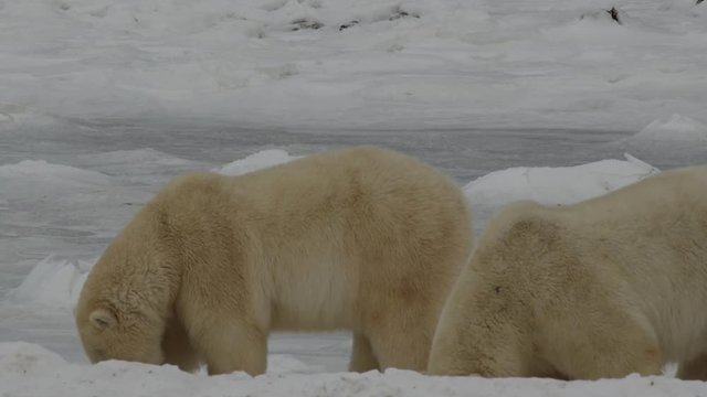Two polar bears try to cool off by eating snow on ice