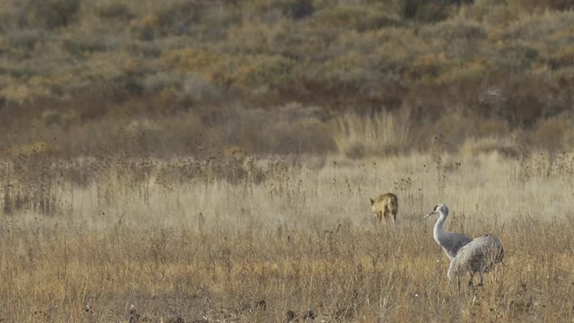 Slow Motion - Coyote walks away from Sandhill Cranes