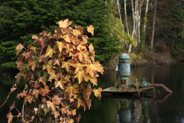 ivy plant with pond and pump landscape horizontal 