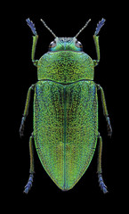 Beetle Perotis unicolor igniventris on a black background