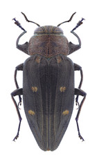 Beetle Chrysobottris affinis tremulae on a white background