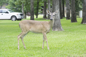 Naklejka na ściany i meble Southern White Tail Doe Deer Standing In A Yard
