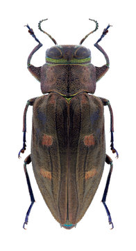 Beetle Chrysobottris affinis tetragramma on a white background