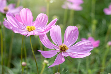 Fototapeta premium flower,close up,nature