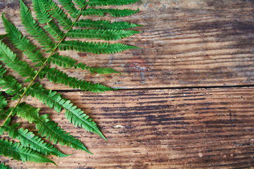 Green Fern texture wood background.