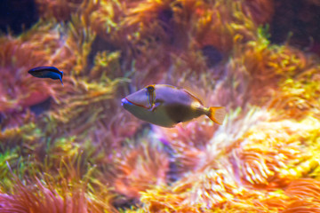 Blackbelly Triggerfish Swimming In The Corals
