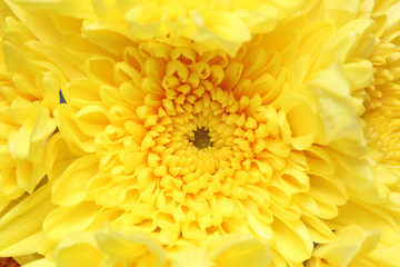 菊のクローズアップ