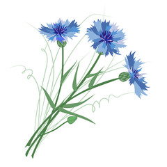 Bunch of cornflowers on a white background.