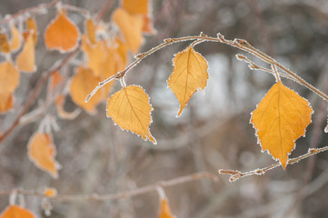 Autumnal foliage on tree branch under first hoar
