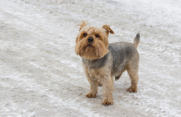 Cute Norfolk terrier standing on a snow-covered street