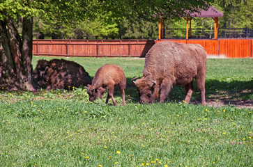 Herd of Bisons and calf in Bialowieza National Park