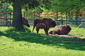 Herd of Bisons with calf at Bialowieza National Park Reserve