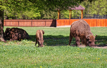 Herd of Bisons with calf in Bialowieza National Park