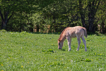 Horse colt at Bialowieza National Park in Poland