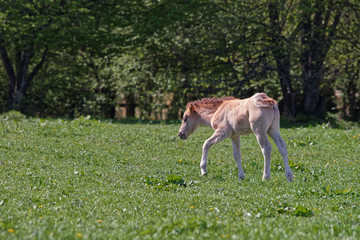Naklejka na ściany i meble Horse colt in Bialowieza National Park in Poland