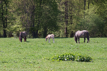 Naklejka na ściany i meble Herd of horses in Bialowieza National Park in Poland