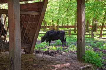 Hybrid of cow and bison Bialowieza National Park
