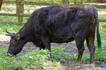 Hybrid of cow and bison in Bialowieza National Park