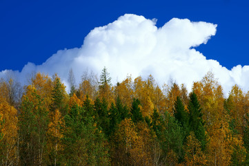 Autumn forest.Autumn forest in sunny weather under blue sky.
