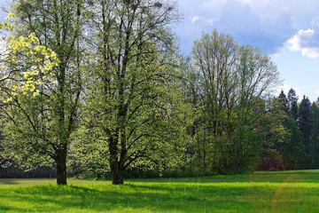 Fototapeta na wymiar Trees in Bialowieza National Park in Poland