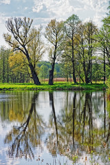 Fototapeta na wymiar Trees mirrored in pond at Bialowieza National Park in Poland