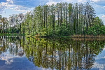 Trees reflected at pond in Bialowieza National Park in Poland