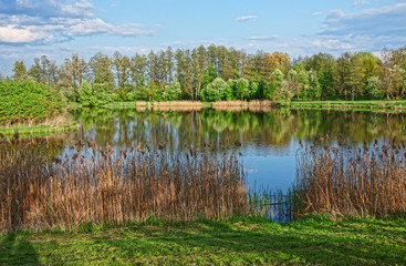 Trees reflected in pond at Bialowieza National Park in Poland