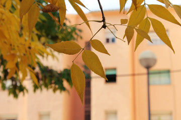 OTOÑO © MONS GUERRERO