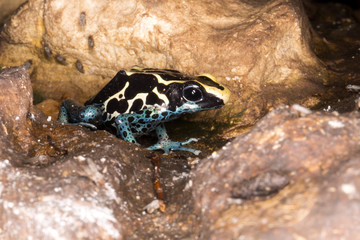 Dyeing dart frog, Guyana, Dendrobates tinctorius, lives in Guyana, Suriname, Brazil