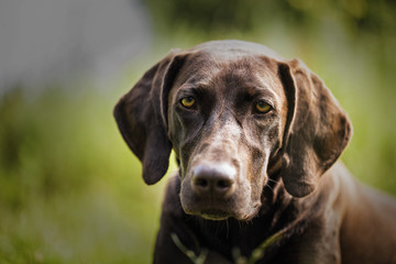 Portrait Kurzhaar. Brown color. He looks intelligent eyes into the camera.