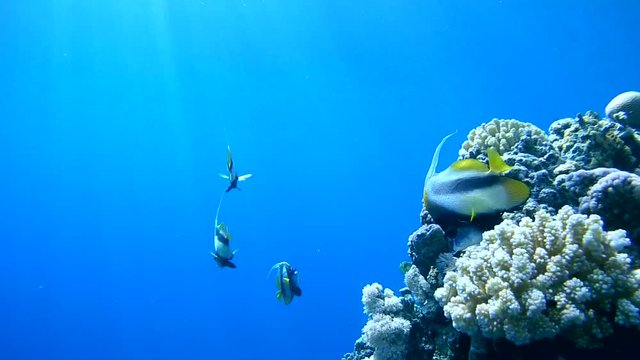 Schools of fish longfin bannerfish (Heniochus acuminatus) and Red Sea racoon butterflyfish (Chaetodon fasciatus) next to the coral reef, Red sea, Sharm El Sheikh, Sinai Peninsula, Egypt
