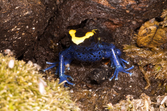 Dyeing Dart Frog, Guyana, Dendrobates Tinctorius, Lives In Guyana, Suriname, Brazil