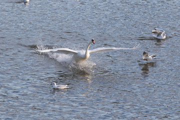 Cygne Cygnus
