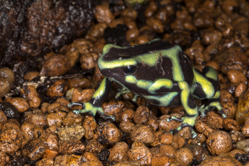 Obraz premium Green-and-black poison dart frog, Dendrobates auratus lives in tropical rain forests in Central America