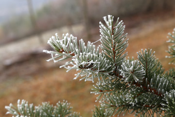 Needles in the frost