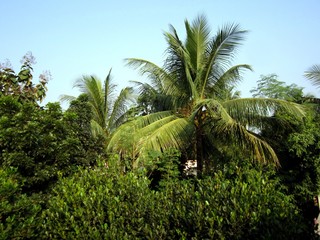 Fototapeta na wymiar Jackfruitand coconut tree