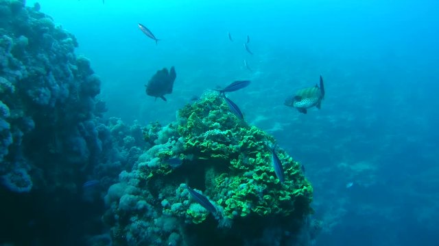 A pair of large Coral Cod or Spotted coral grouper (Plectropomus maculatus) next to coral reef, Red sea, Sharm El Sheikh, Sinai Peninsula, Egypt
