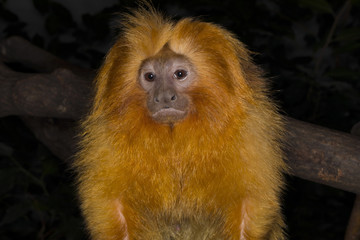 Golden lion tamarin, Leontopithecus rosalia, was almost extinct in the wild