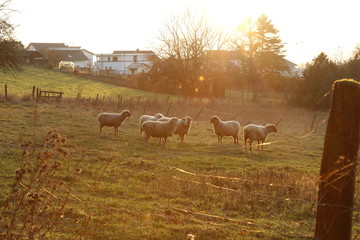 Schafe auf einer Weide im Sonnenlicht