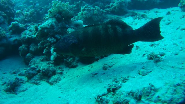 Coral Cod or Spotted coral grouper (Plectropomus maculatus) moves back over a sandy bottom, Red sea, Sharm El Sheikh, Sinai Peninsula, Egypt
