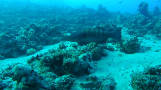 Coral Cod (Plectropomus maculatus) swimming slowly over the sandy bottom, Red sea, Sharm El Sheikh, Sinai Peninsula, Egypt
