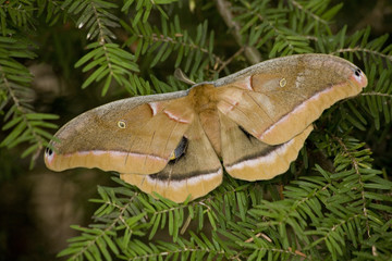 Cecropia Moth Macro