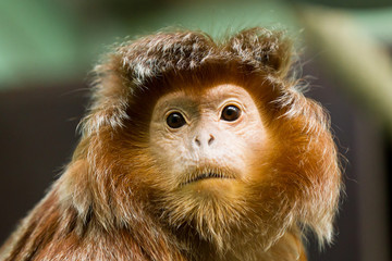 Fototapeta premium Lutung