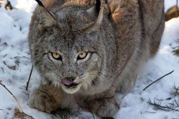 Lynx in winter